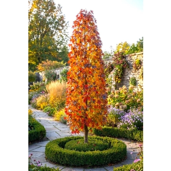 AMBROWIEC KOLUMNOWY - sadzonki 90 / 110 cm